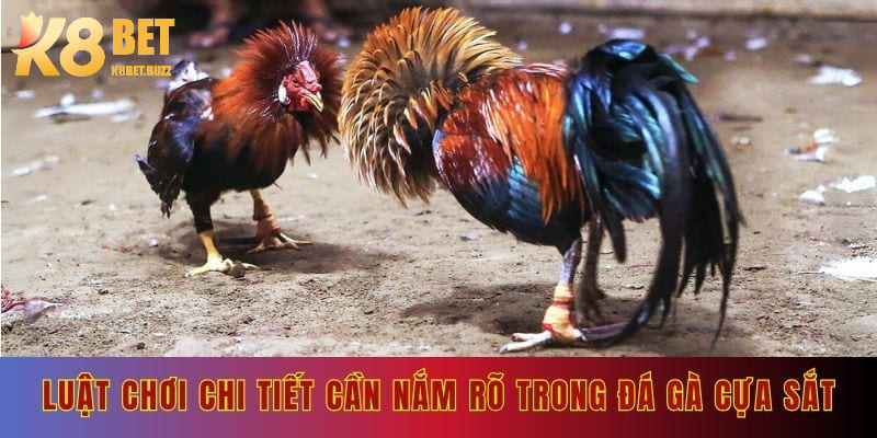 Luật chơi chi tiết cần nắm rõ trong đá gà cựa sắt